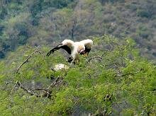 King Vulture